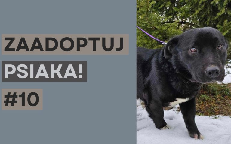 zaadoptuj_psiaka_10