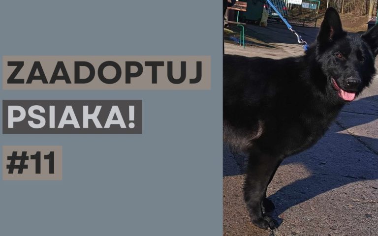 zaadoptuj_psiaka_11