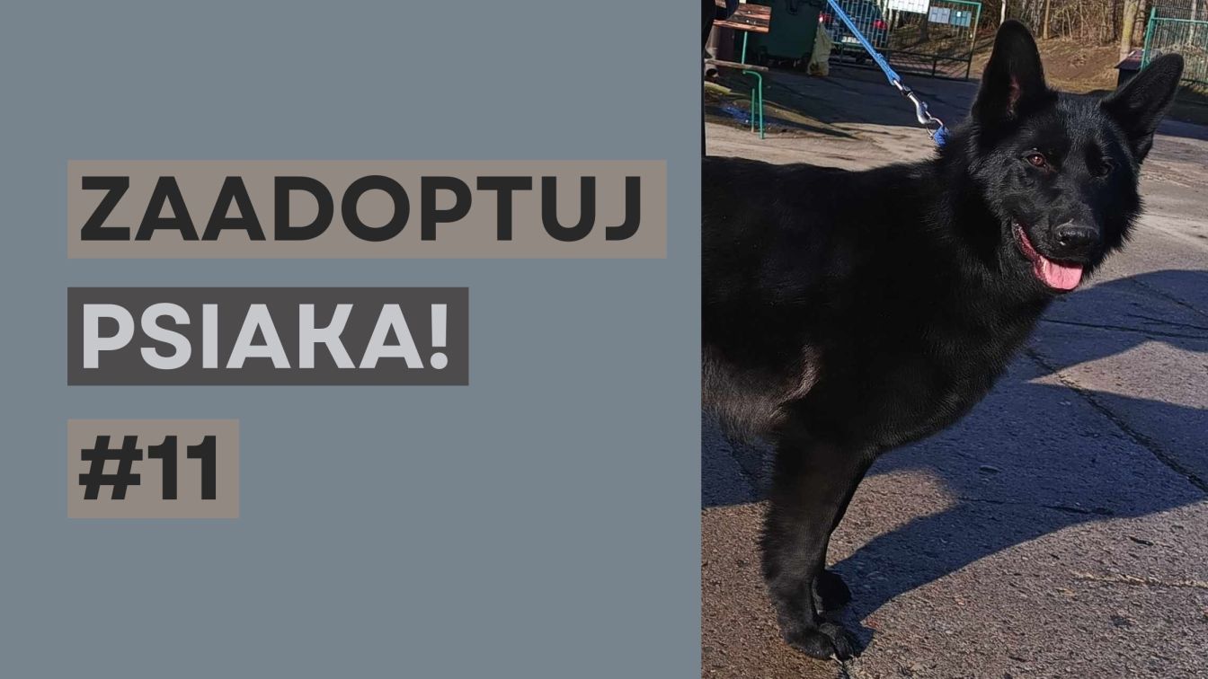 zaadoptuj_psiaka_11