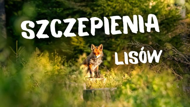 szczepienia_lisow