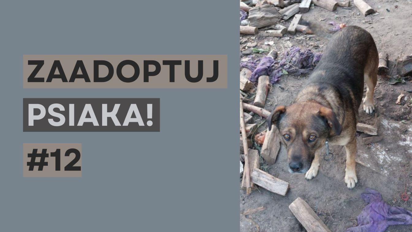 zaadoptuj_psiaka